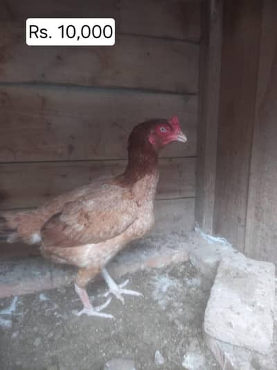 Aseel Hens Murgian for sale