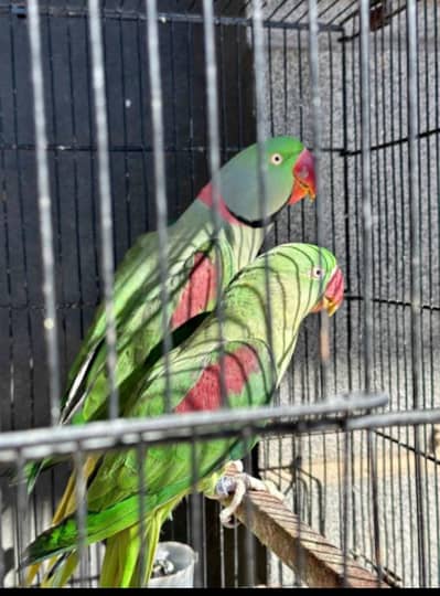 Raw parrot for sale my WhatsApp number 0342. . . 2674. . . 914