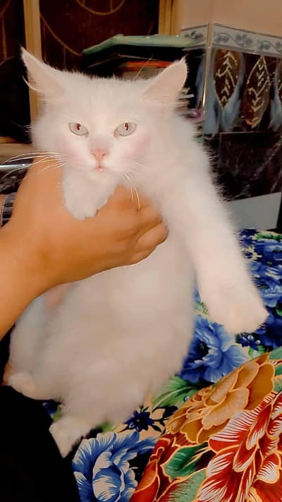 Beautiful orignil Persian pair