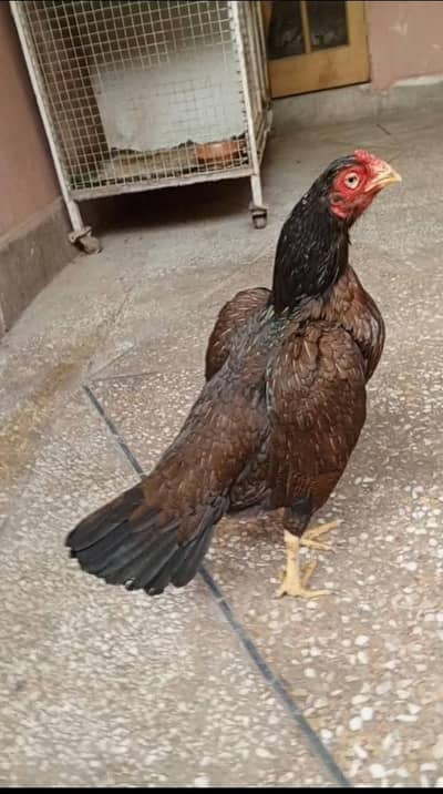 pure amroha female egg laying kar rhi ha