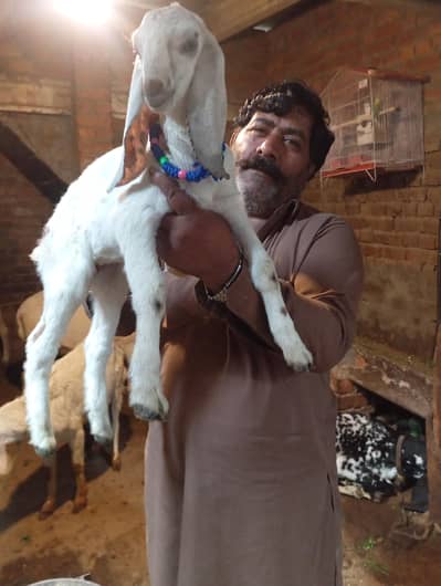 Bakri sath female bacha 03141446467