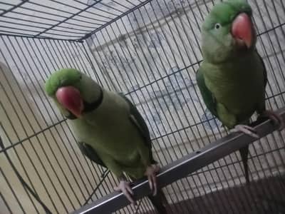Raw parrots  for sale,URGENT. With Cage. Please try to call after 1.00AM