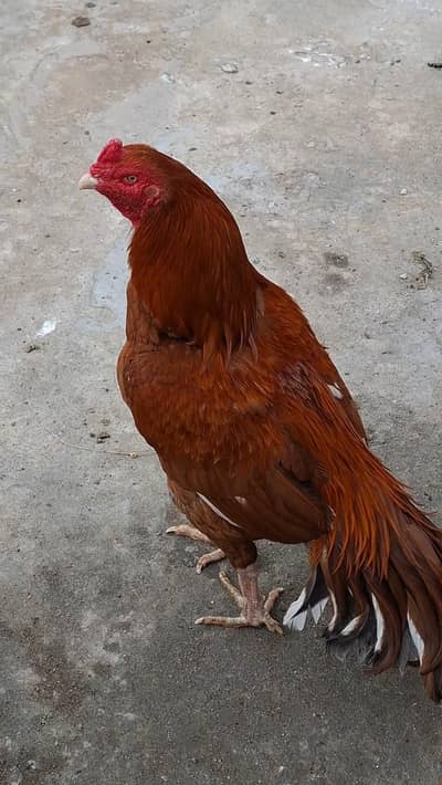 high Quality Peelay breeders