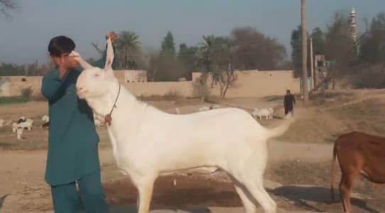 do dant Bakra qurbani ke liye taiyar Kiya hai 03033477978