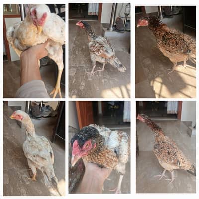 Aseel Hens Mianwali, Heera and Mianwali Cross 03102838703