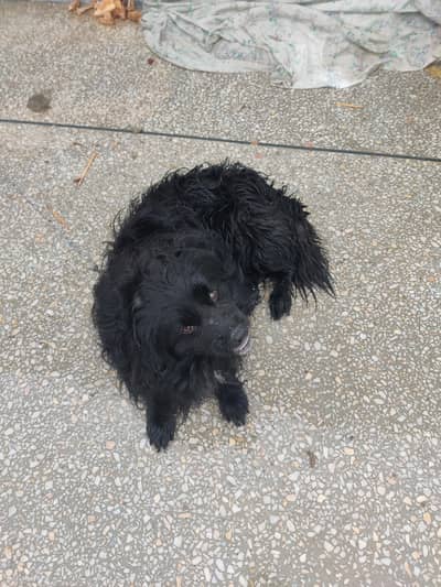 Russian dog toy breed