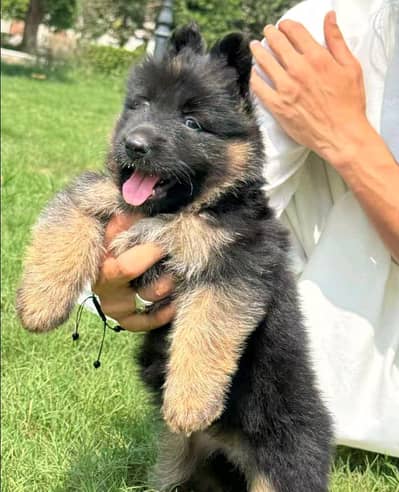 German shepherd puppies for sale healthy 0326=6549136