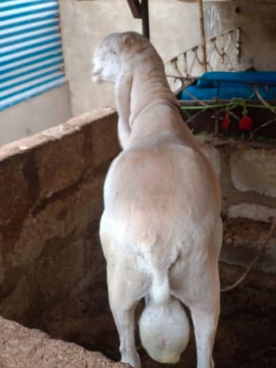 Dumba for sale