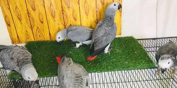 African gray paroot chicks