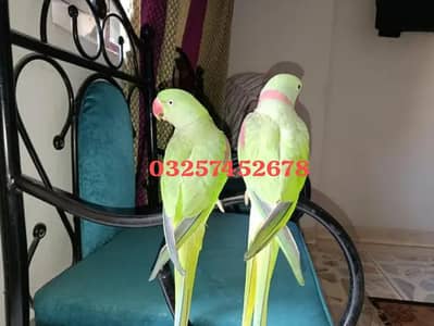 Kashmiri raw parrot for sale