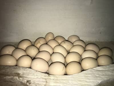 Aseel eggs chicks avilablea