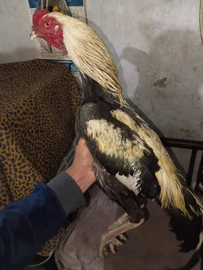 aseel murga for sale