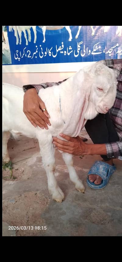 gulabi male 4 monthe dubbl hddi A+ qulati video whatsap Paar mil gae g