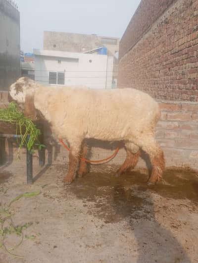 Desi chatra for sale 03214178601