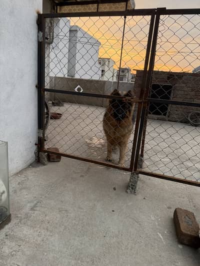 German Shepherd Male Double Coat for Sale