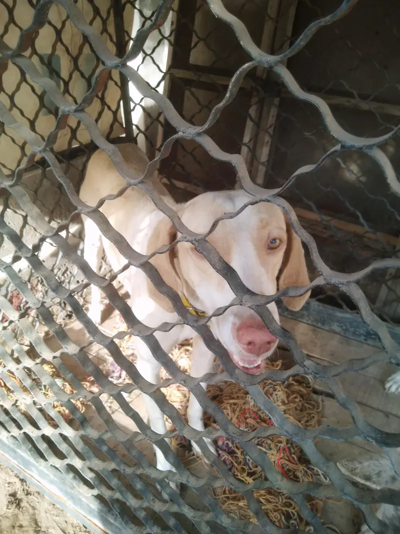 dog n — photo 2