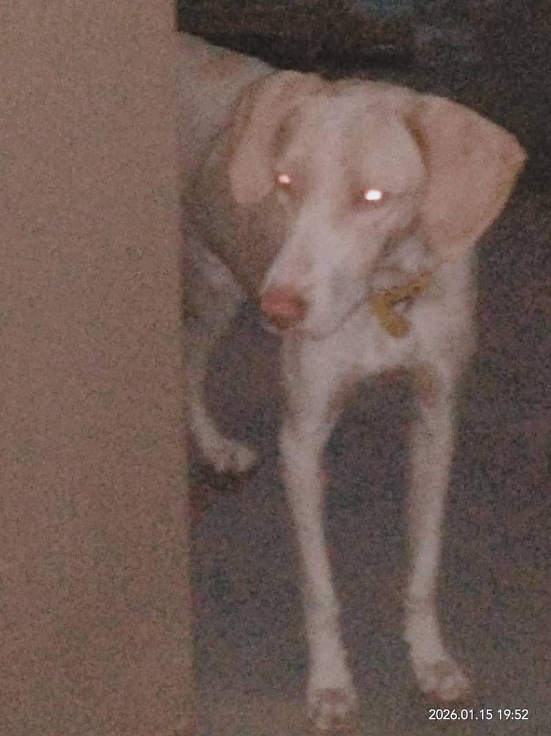 dog n 2