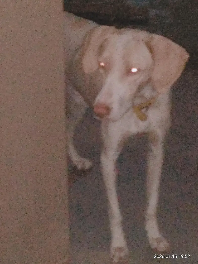 dog n — photo 3