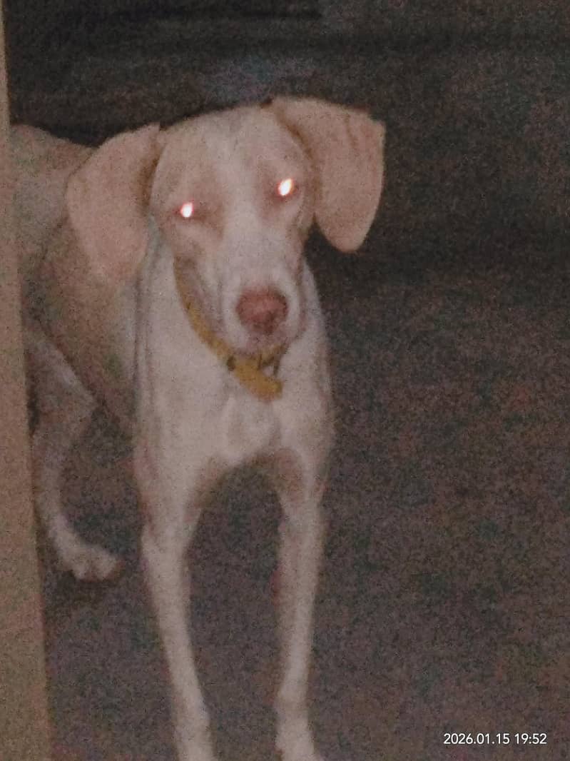 dog n 3