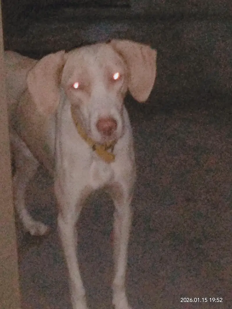 dog n — photo 4
