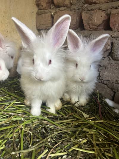 Pure angora bunnies