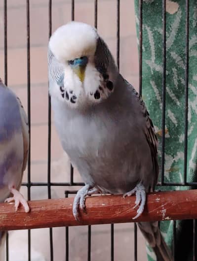 grey under exhibition top quality bird male