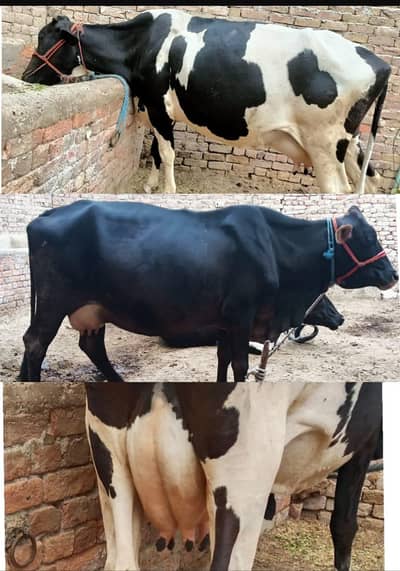 Dairy Cow/Milking /Australian cross/Jersi/