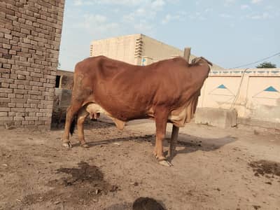 cow for sale pure siwhal nsal ki. . 6kg dodh ha nicha MashAllah