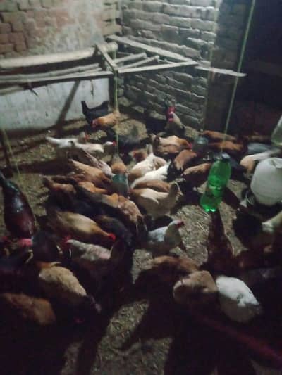 desi hens sale with best rates