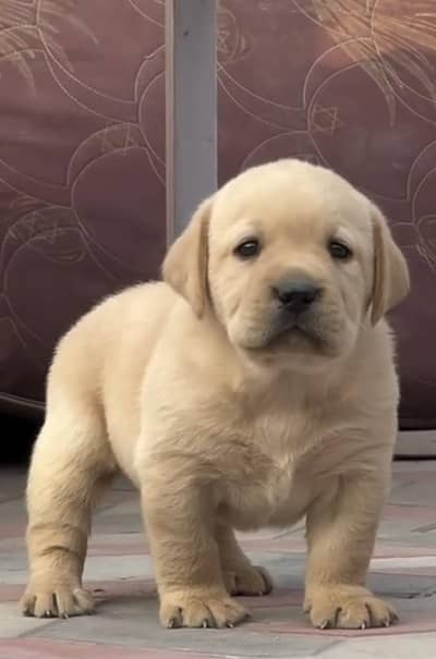 Labrador dog puppy 03145176416