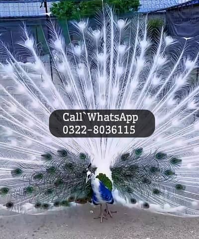 White Peacock For Sale