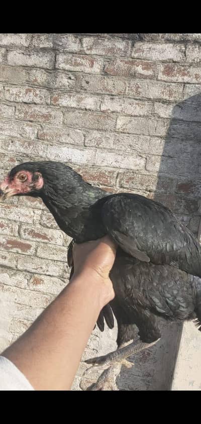 aseel barmi murgi for sale