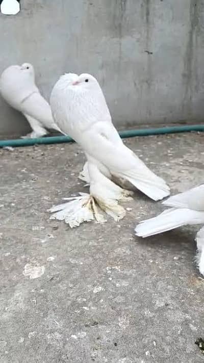 white dutch Pomeranian pair