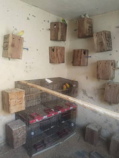 Albino love bird pair