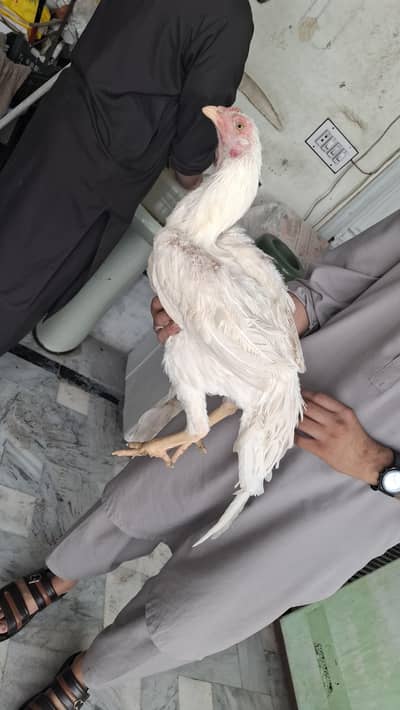 heera aseel for sell