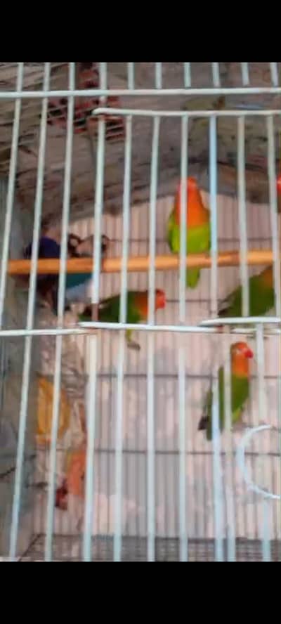 cocktail 100% confirm breeder pair