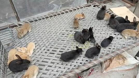 flamish bunnys top quality