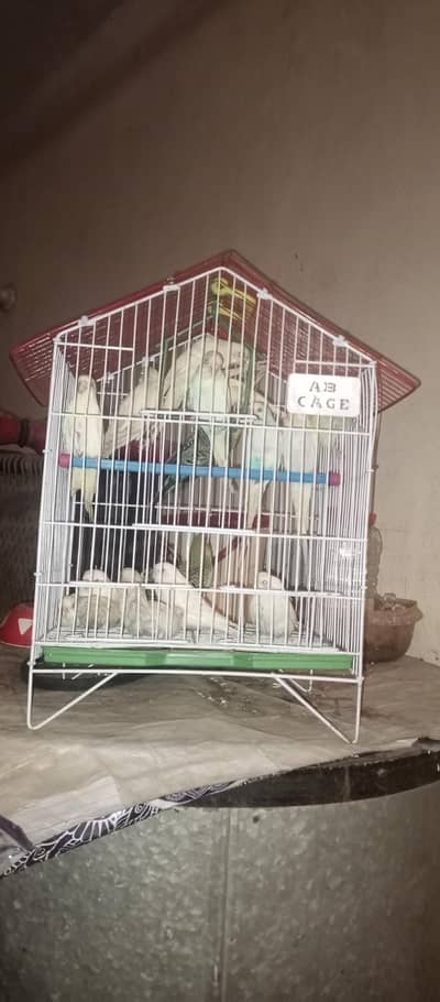 buggies breeder pair