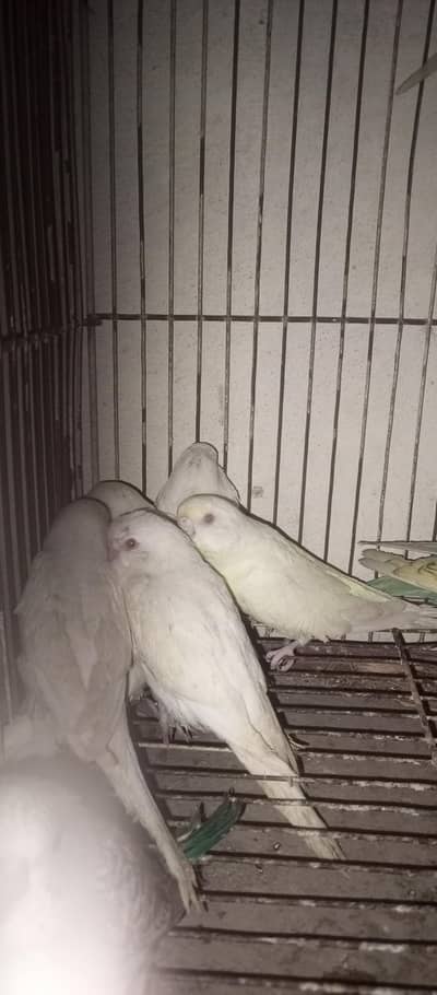 buggies pathy for sale