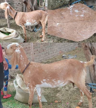 Makhi cheeni/بکری /pregnant goat /Ghaban Bakri/3 months pregnant/