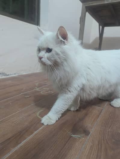 Male available for stud service