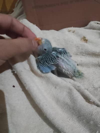 Eid offer offer for sale 3500 03094654348