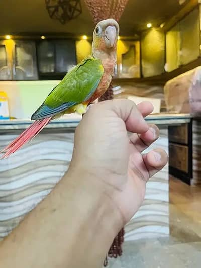 pineapple conure self chick hand tammed