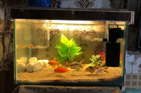 Aquarium Or Fishes Or all Products ka sath mukamal