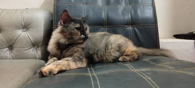 Brown & Black Shade Female Cat for sell urgent