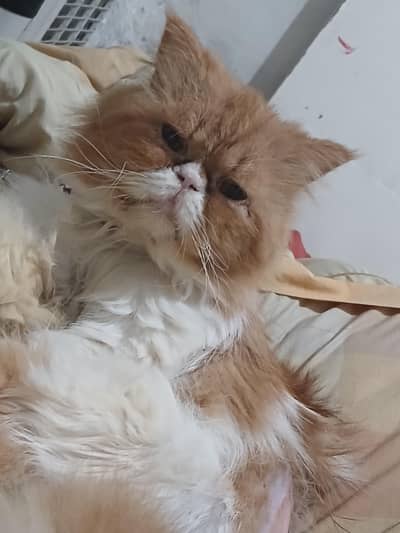 meeting cat available