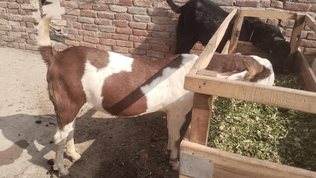 3 بکریاں vith کھرلی 0