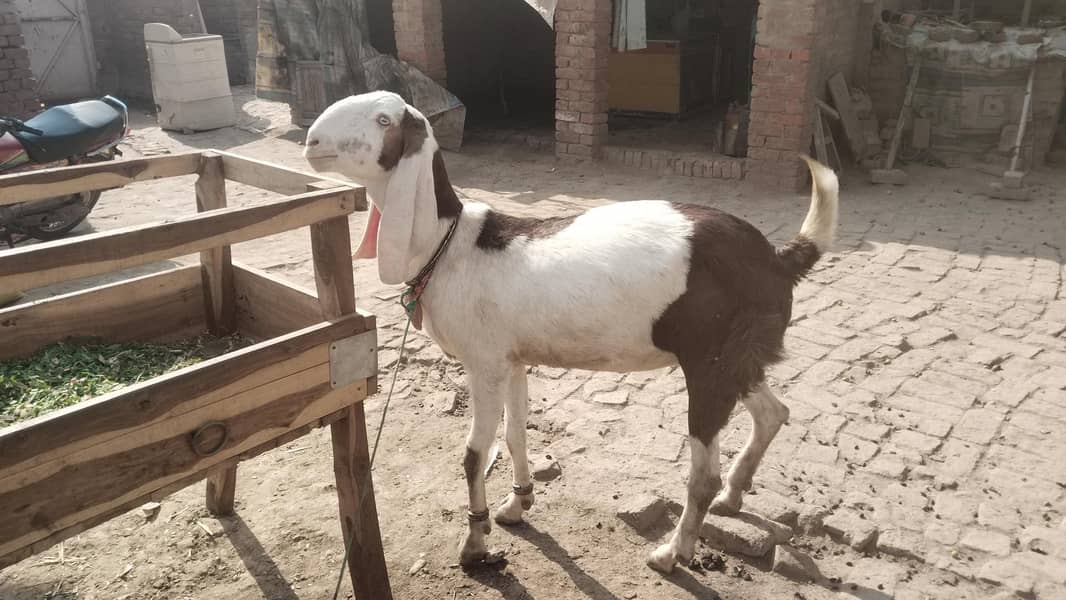 3 بکریاں vith کھرلی 1