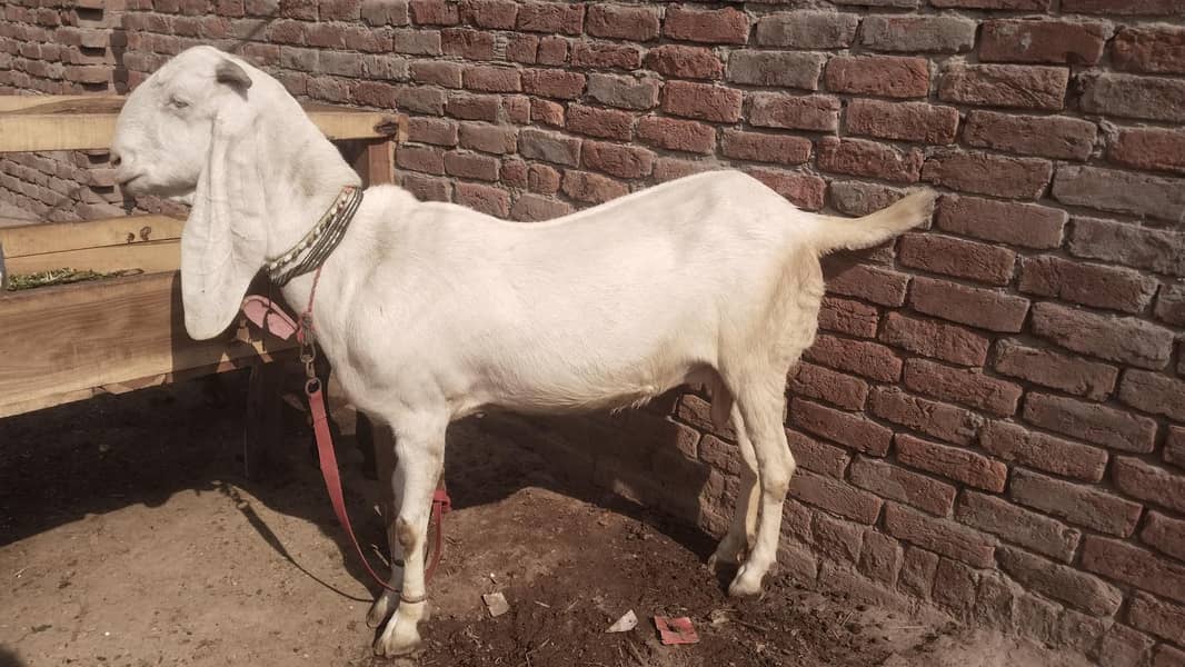 3 بکریاں vith کھرلی 2