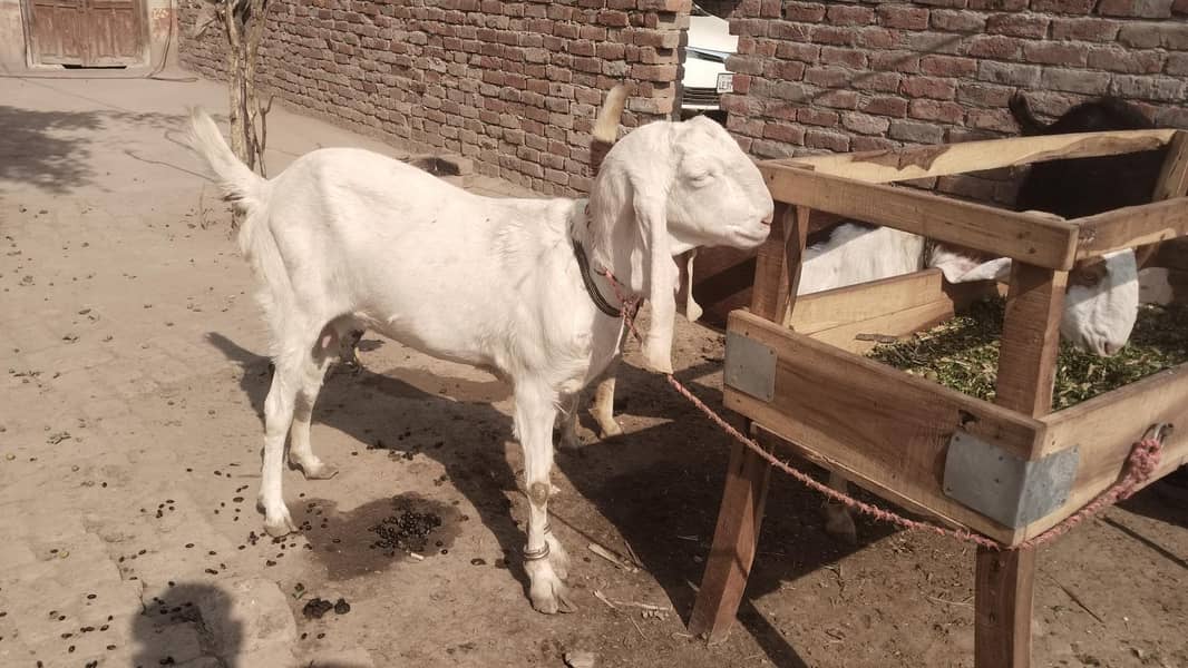 3 بکریاں vith کھرلی 3